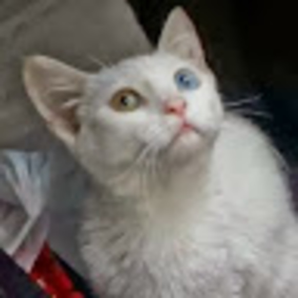 margekacz